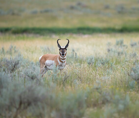 Pronghorn