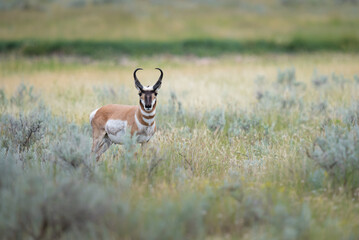 Pronghorn
