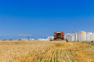 The combine harvests ripe wheat in the grain field.