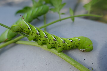 Tomato hornworm large caterpillar close-up