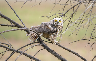 Great horned owl in the wild