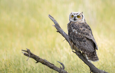 Obraz premium Great horned owl in the wild