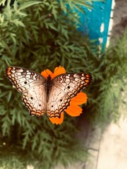 nature animals insect