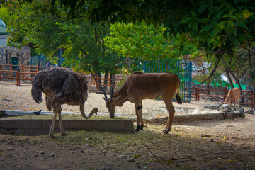 Fototapeta premium Antelope and Ostrich in Belgrade zoo, Serbia