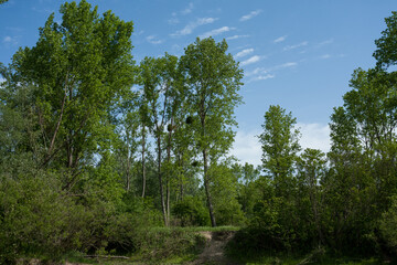 Obraz premium Low angle shot of green-leaved trees on a blue sky background
