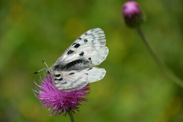 BEAU PAPILLON SUR UNE FLEUR