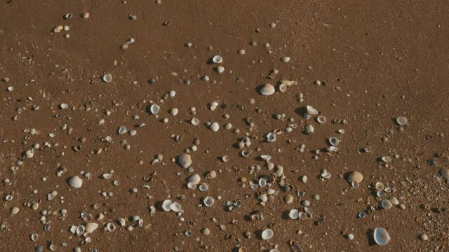 Сame lapping in the bay and leave shells and foam