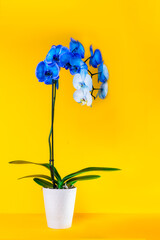 Blooming gradient blue and white potted phalaenopsis orchid on bright yellow background. Artificially Colored flower in a pot. Contrast modern colors. Vertical card. Copy space.