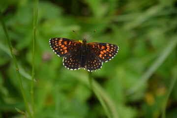 BEAU PAPILLON SUR UNE FLEUR