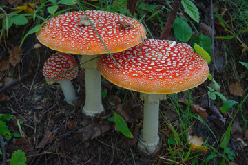 Poisonous Amanita muscaria mushrooms grow up in a autumn forest.