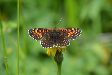 BEAU PAPILLON SUR UNE FLEUR