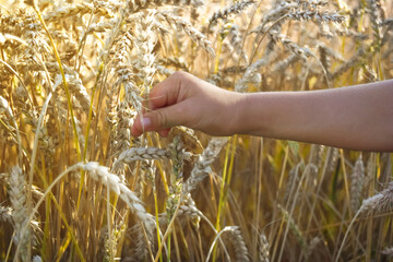 wheat ears in the child's hand. Golden ripe wheat field, Sunny day, soft focus, growing crops, concept of the harvest season