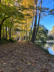 Otoño en el bosque.