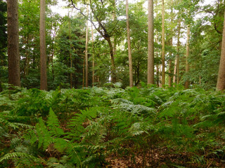 Woodland ferns