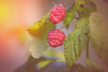 Raspberries in the sun. Red raspberries. Raspberries on a branch in the garden. Red berry with...