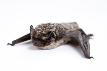 Parti-coloured bat on white background. Vespertilio murinus.
