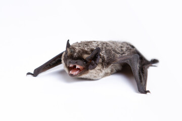 Parti-coloured bat with open mouth on white background. Vespertilio murinus.