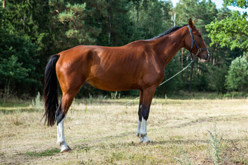 Obraz premium A stunning thoroughbred Bay horse grazing in a meadow in evening sunshine.
