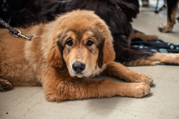 Puppy of a brown dog at the show