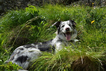 UN BEAU CHIEN DANS LES ALPAGES