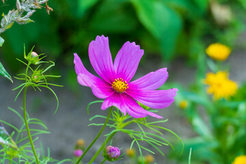 Obraz premium Lila Schmuckkörbchen, Cosmea Blütte vor unscharfem Hintergrund