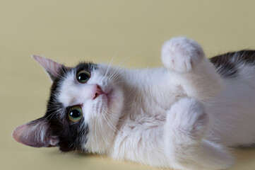 Close-up portrait of a cat. A beautiful animal shot against a yellow background. .Playing cat. Hooligan cat.