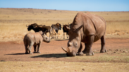 Mother and baby rhino are standing next to each other.