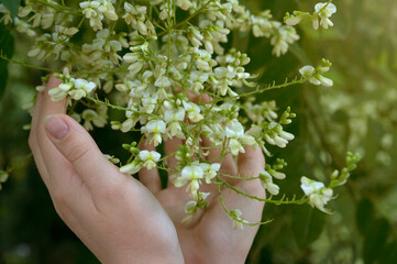  Sophora Japanese in the palms of the girl. Flowers in the palms of the girl. The girl holds flowers in her palms.