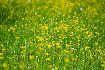 Beautiful alpine meadow with bright yellow flowers