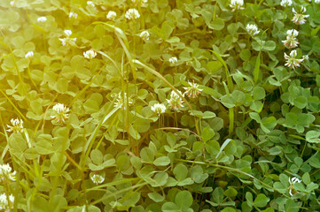 Clover grass growing in the garden, in the field. Blooming clover in the garden. White clover flowers..  Beautiful, soft, yellow-green background.