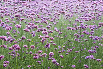 Field meadow full of pink flowers. Natural growing flower pattern.
