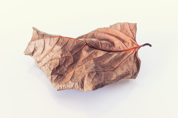 Closeup of wilted single dry leaf on white background.