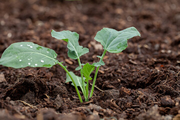 Young plant of broccoli in the field