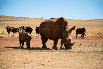 Mother and baby rhino are standing next to each other.