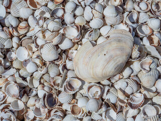Top view of seashells on the sand on a sunny day. Natural background of marine nature. Sea vacation concept. Copy space. Flat lay.
