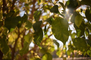 Leaves of a green tree
