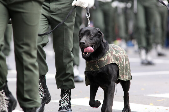 Desfile militar 7 de setembro