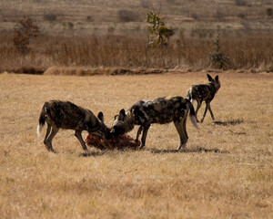 Wild dogs eat meat carcass in natural habitat