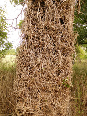 Old tree covered in dead ivy roots