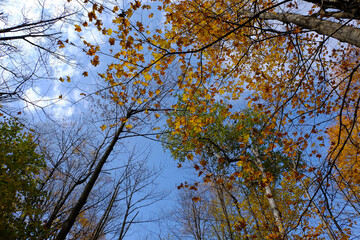 Fototapeta premium Cielo de otoño