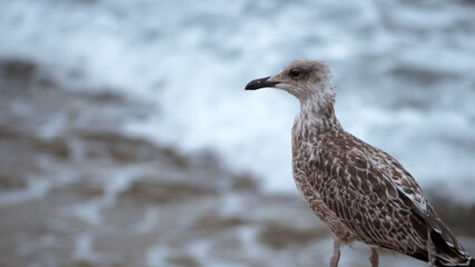 Gaviota en el mar