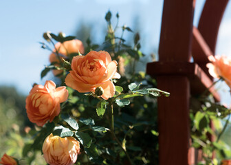 orange roses in the garden in the afternoon