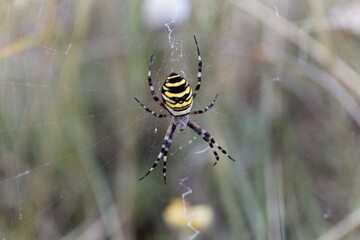 Female wasp spider, Argiope bruennichi, on the net.