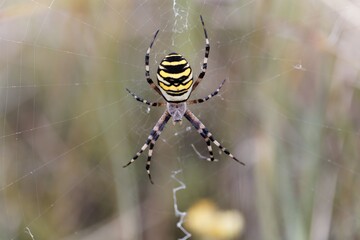 Female wasp spider, Argiope bruennichi, on the net.