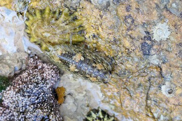Sea slater, Ligia oceanica, on a rock at an intertidal zone