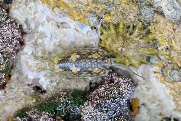 Sea slater, Ligia oceanica, on a rock at an intertidal zone