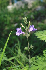 A purple flower in the middle of nowhere