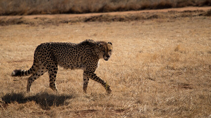Guepard is on the wild winter savannah of Africa. Wild animals in nature.