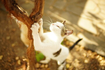 white cat sharpens its claws on the trunk of the grape