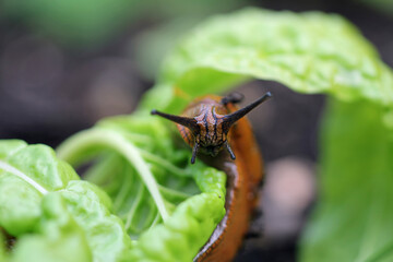 große nacktschnecke im Gemüsebeet